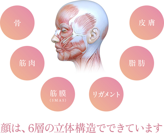 顔の構造