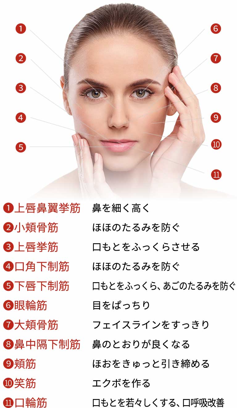 女性の顔の筋肉