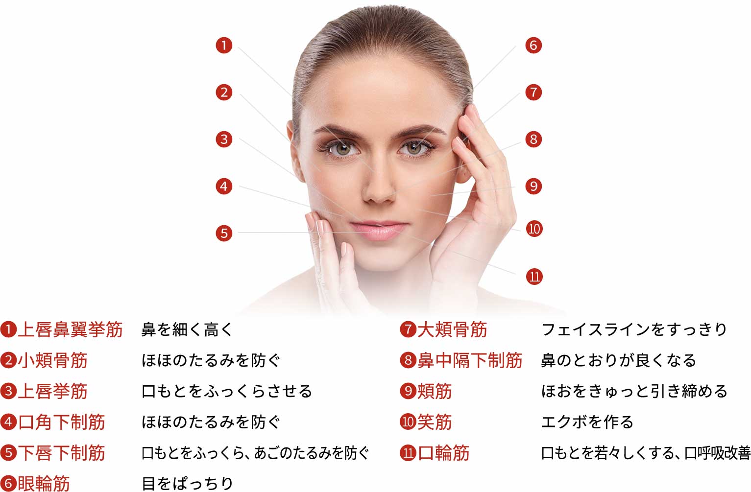 女性の顔の筋肉