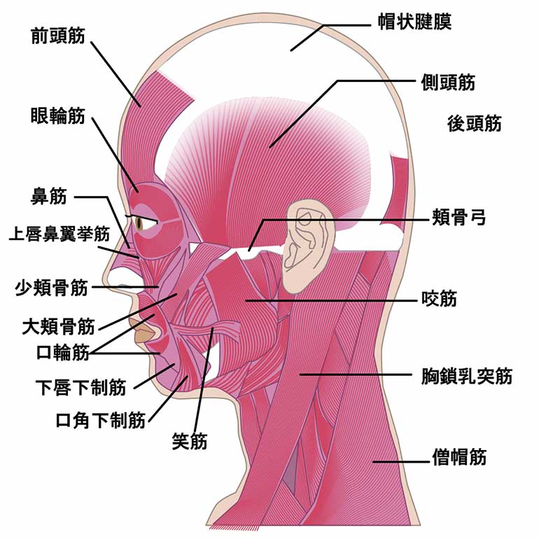 顔の筋肉の図