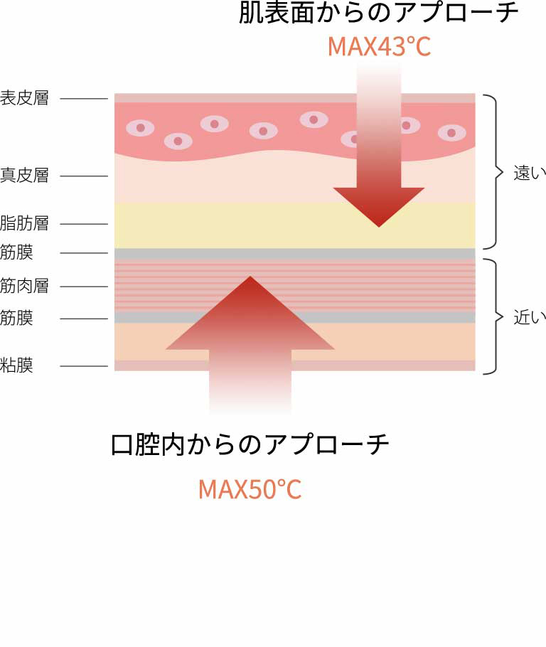 皮膚層の模式図