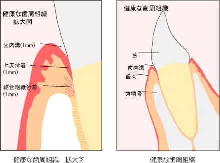 健康な歯周組織図